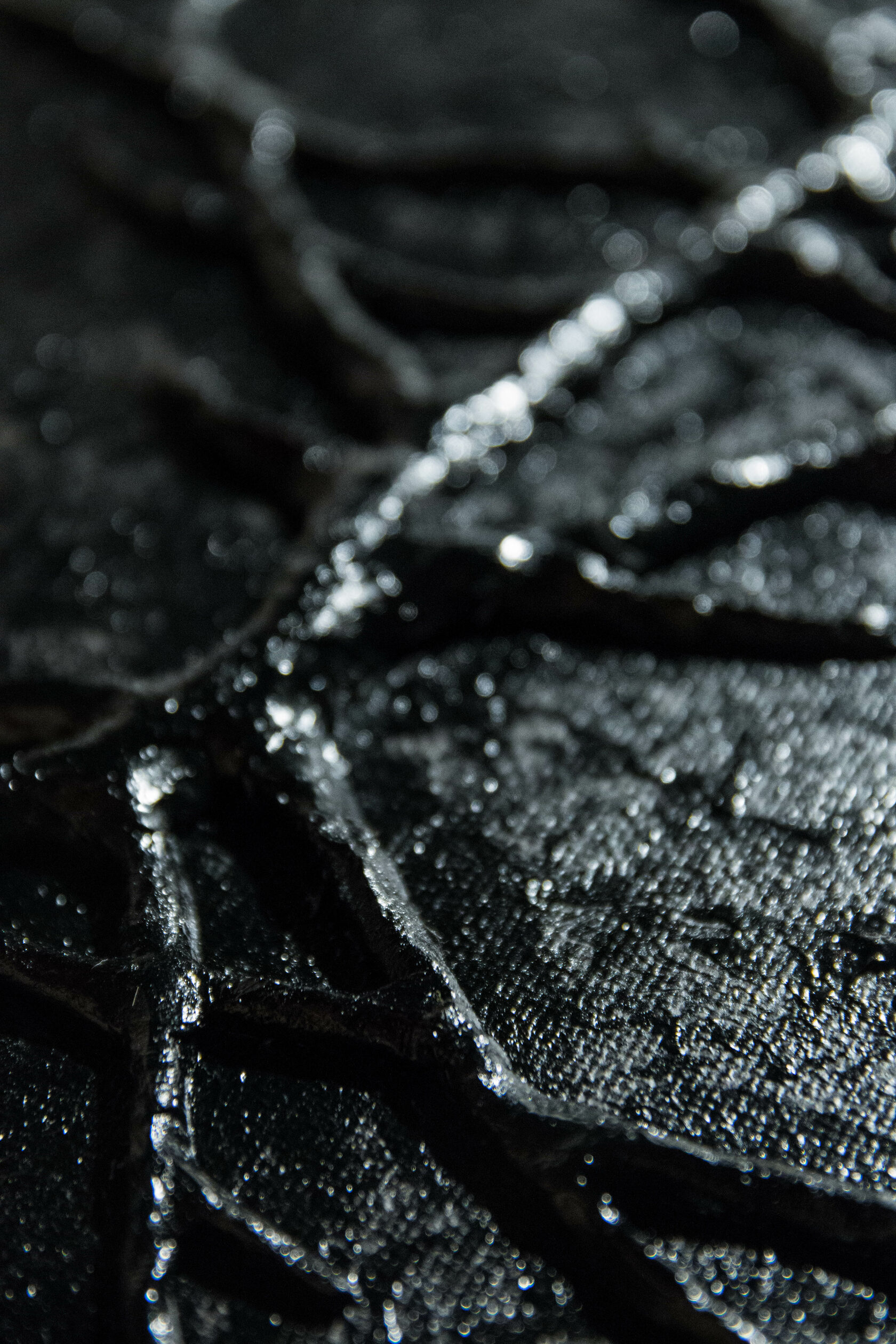 Персональная выставка Кирилла Гурова «чá-щá»