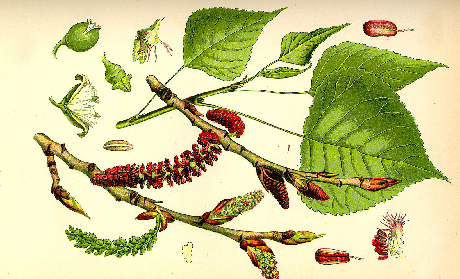 Лекция Татьяны Жавкиной «Populus из семейства Salicaceae – вся правда о тополе»